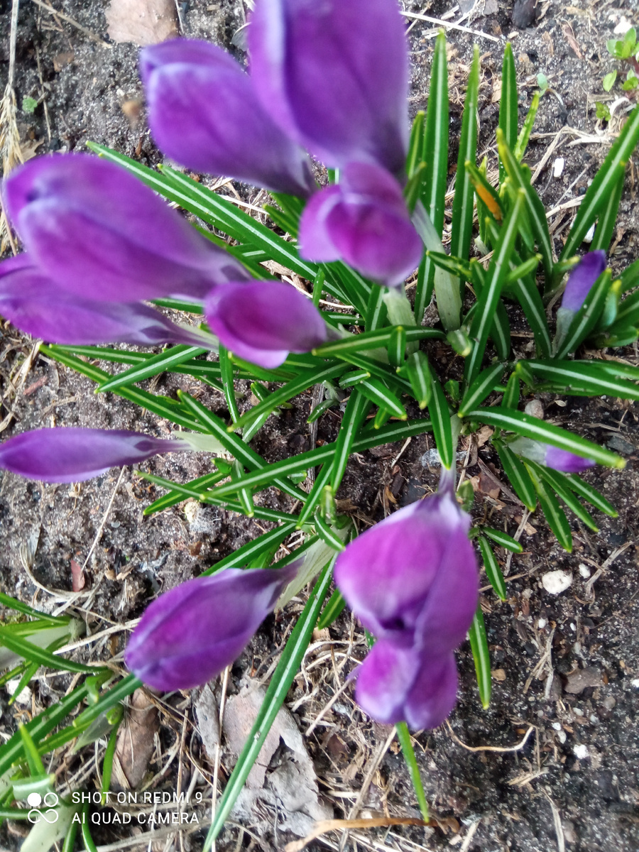 Первоцветы.