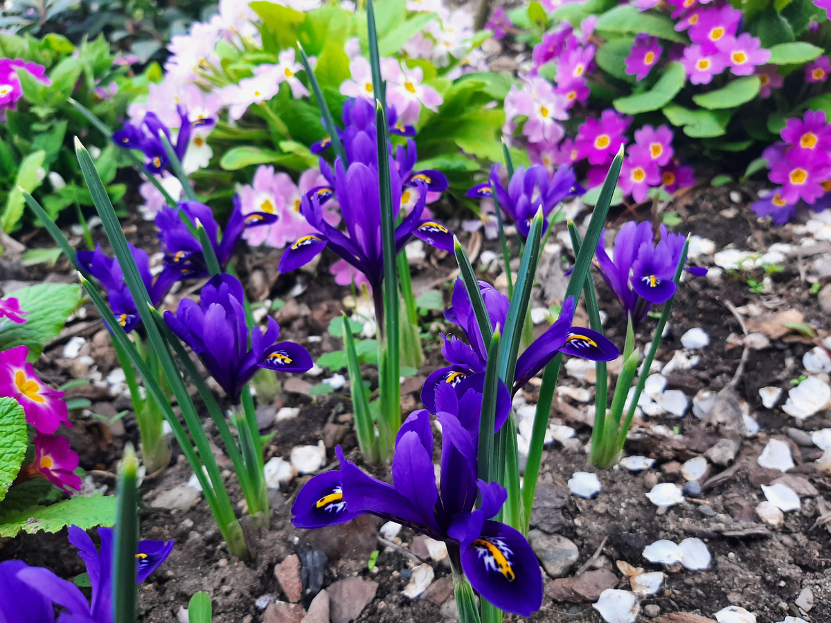 Ирис безымянный 4 фото