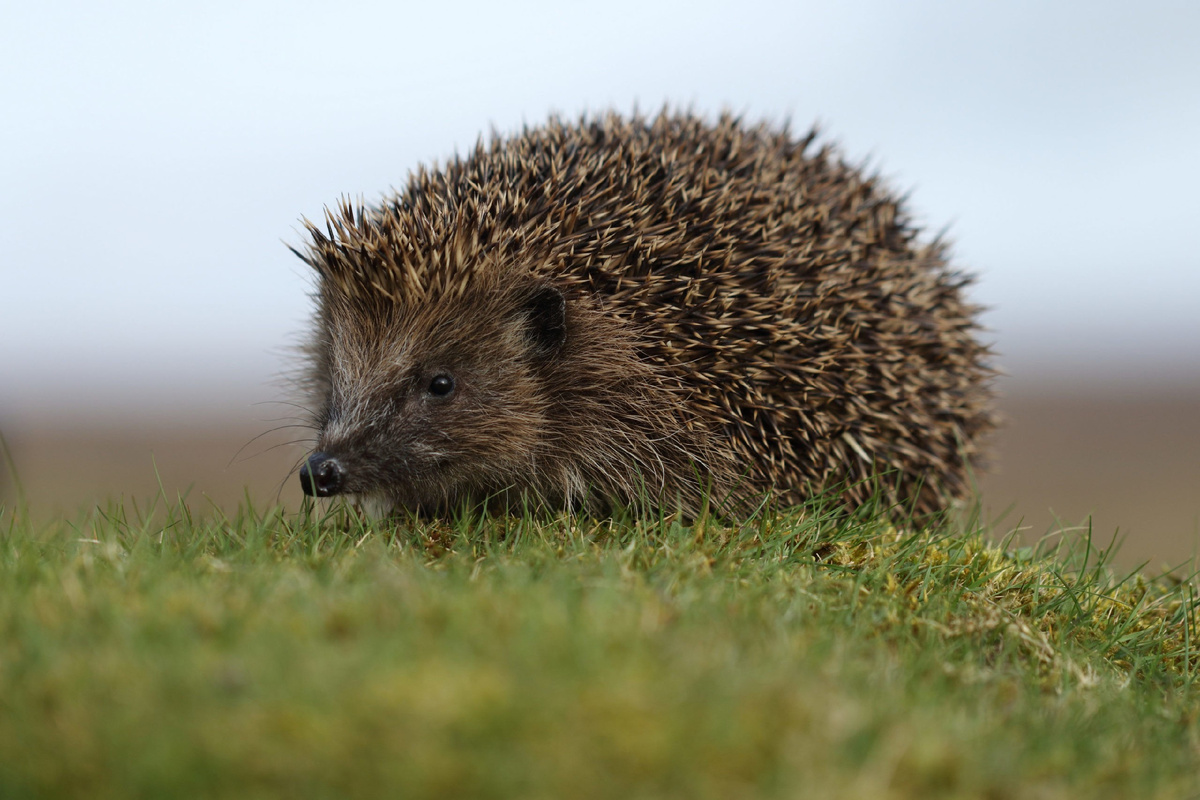 Травка... Мягенькая ) Фото яндекс ))