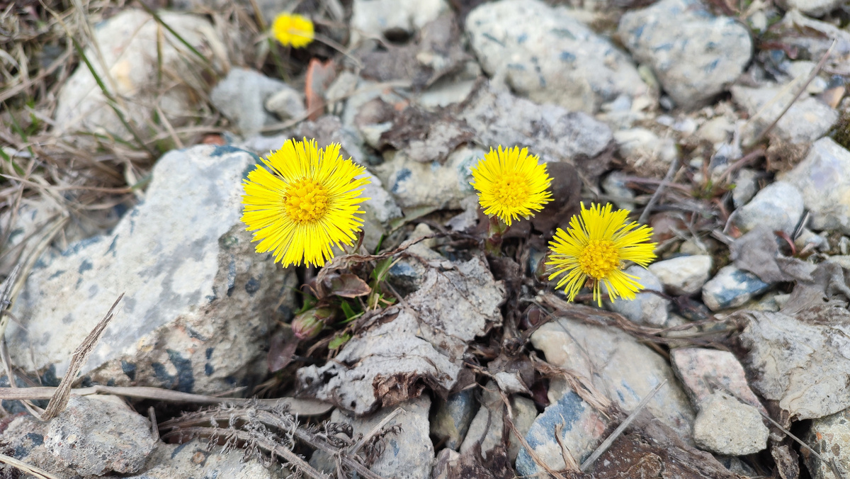 Первые цветы 