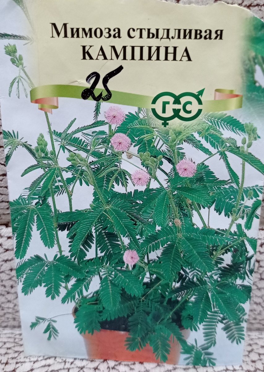 Мимоза Стыдливая. 