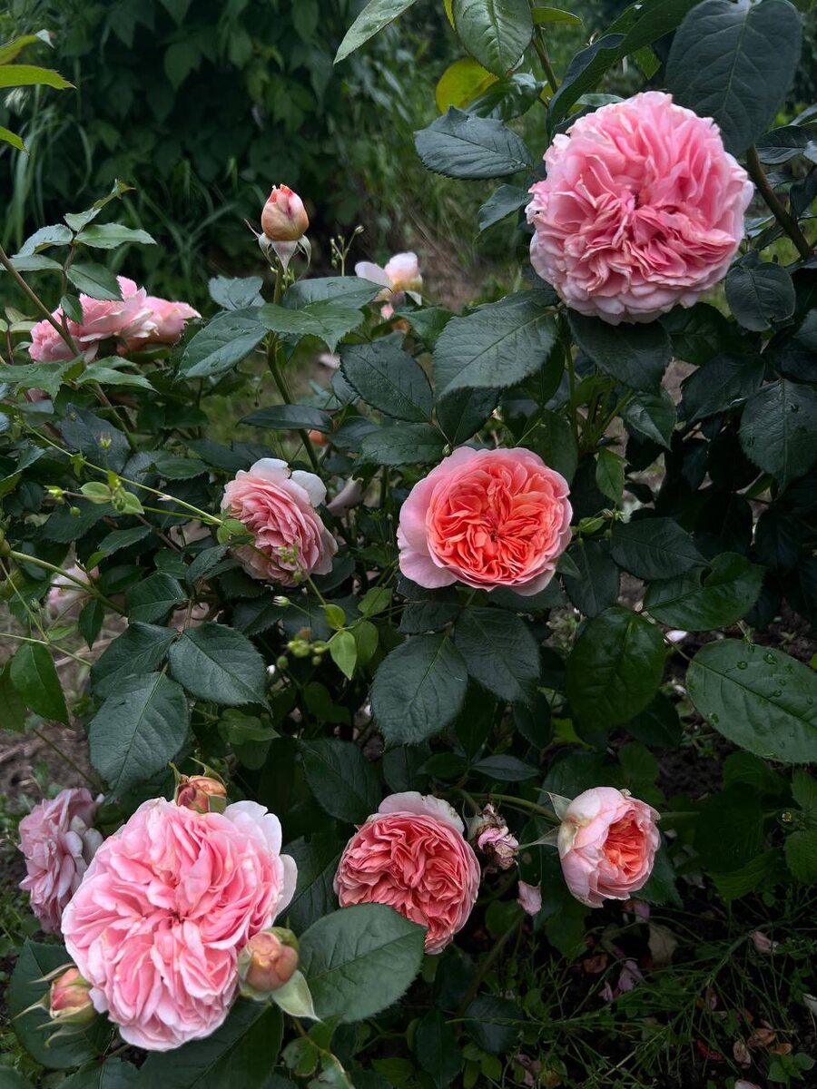 Роза Голден Раш. Старожила моего сада. 