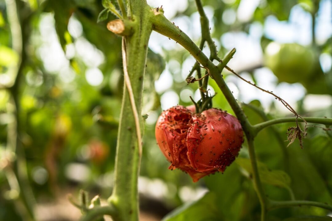 Фото: Александр Плонский / «Агроэксперт»