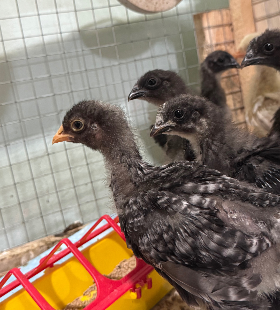 Подросшие цыплята. На переднем плане – брама
