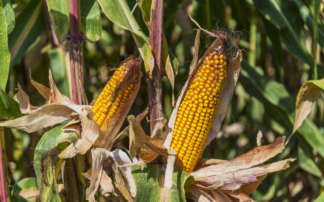 Фото: piqsels.com