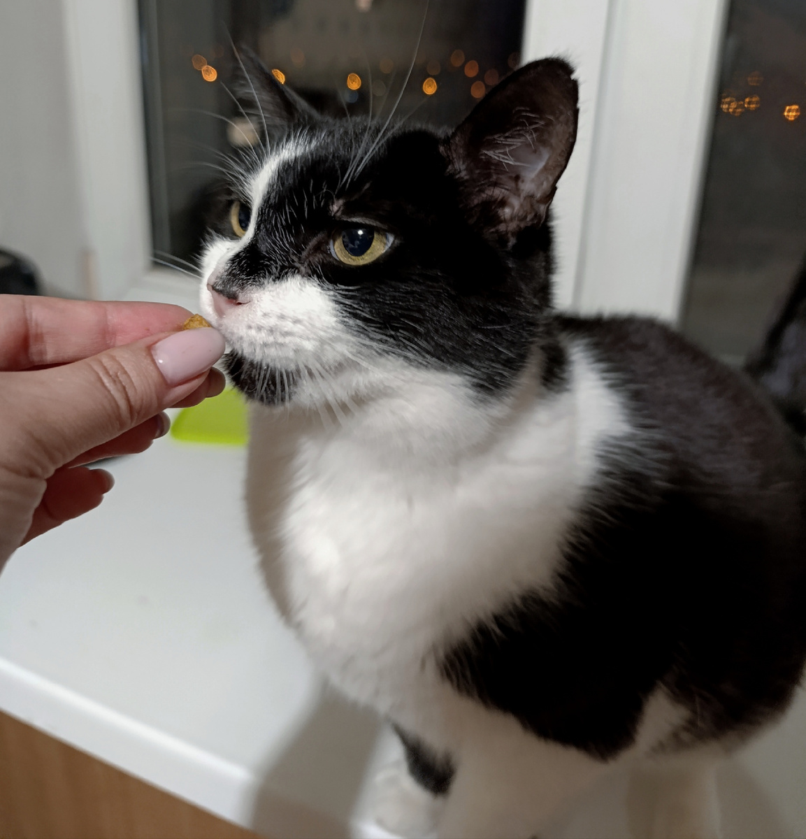 Котом быть проще. По возможности рождайтесь котом.