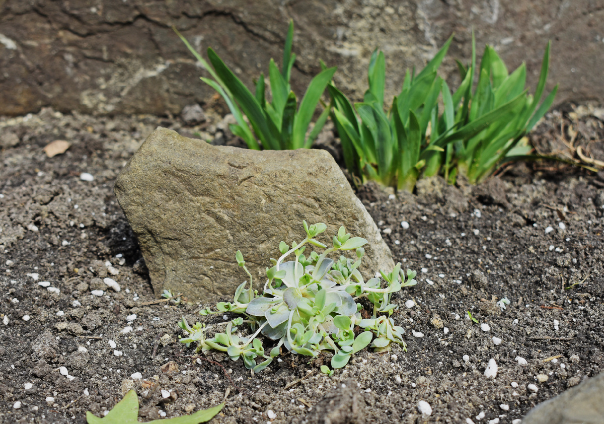 Мой горноколосник пока неказист.