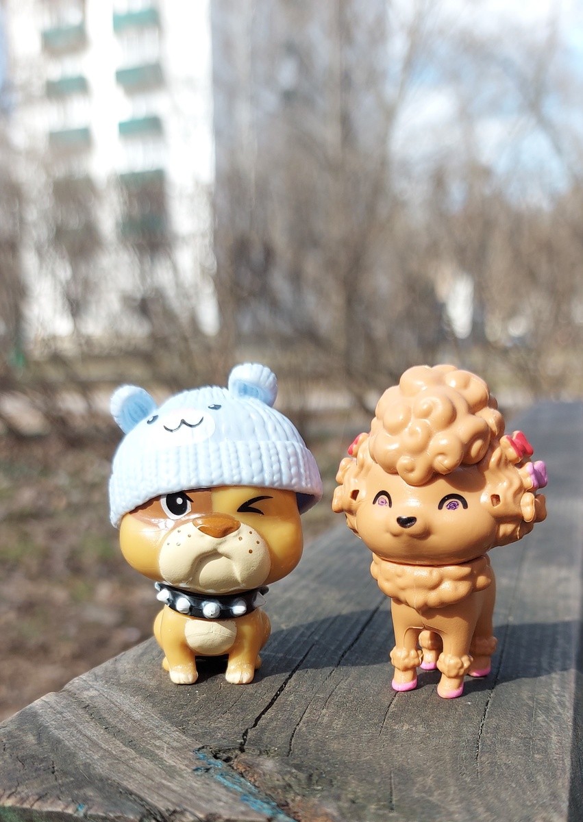 Барбос и Фифа на весенней прогулке