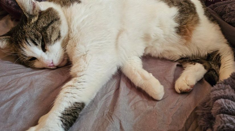 Фото: Ветеринарная служба Ялты. Публикует «КП-Крым»