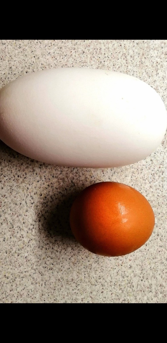 Яйца.Фото из интернета.