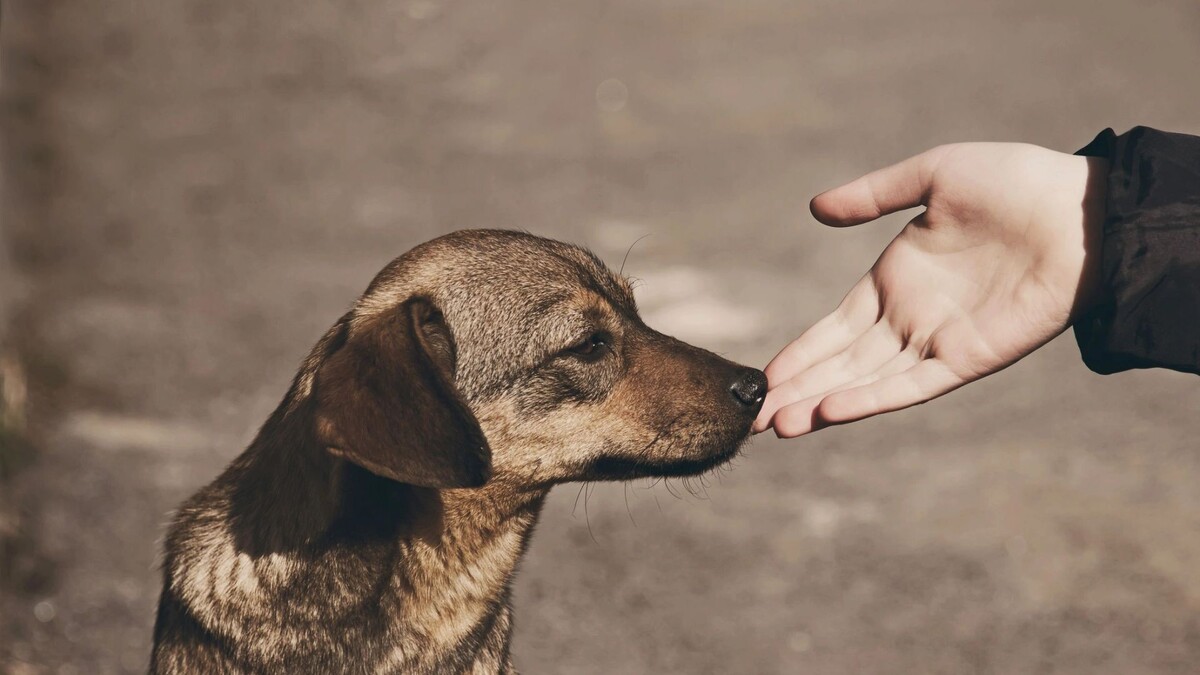    Фото: Kosobu/Shutterstock/Fotodom