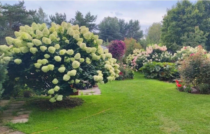 Посадка  гортензий в грунт.  Подготовка, подкормка, УХОД за метельчатой и крупнолистной гортензией.