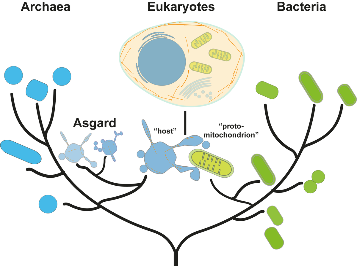 Перерисовка древа жизни с эукариотами, происходящими от архей Асгард. (Графика: Флориан Воллвебер / ETH Zurich)