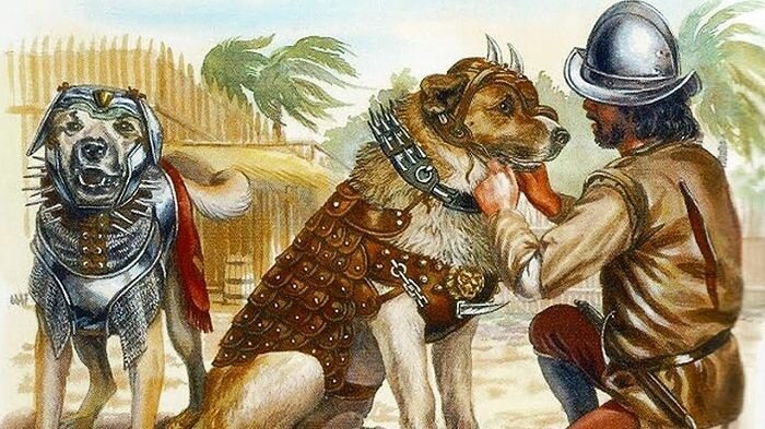 Порой сражения европейских армий предваряли сражениями между группами боевых псов с обеих сторон. Увы, до сих пор толком не отражено в кинематографе, что можно понять учитывая натуру псов (хотя, думаю, скоро нейросети нарисуют таких, что похуже настоящих будут).