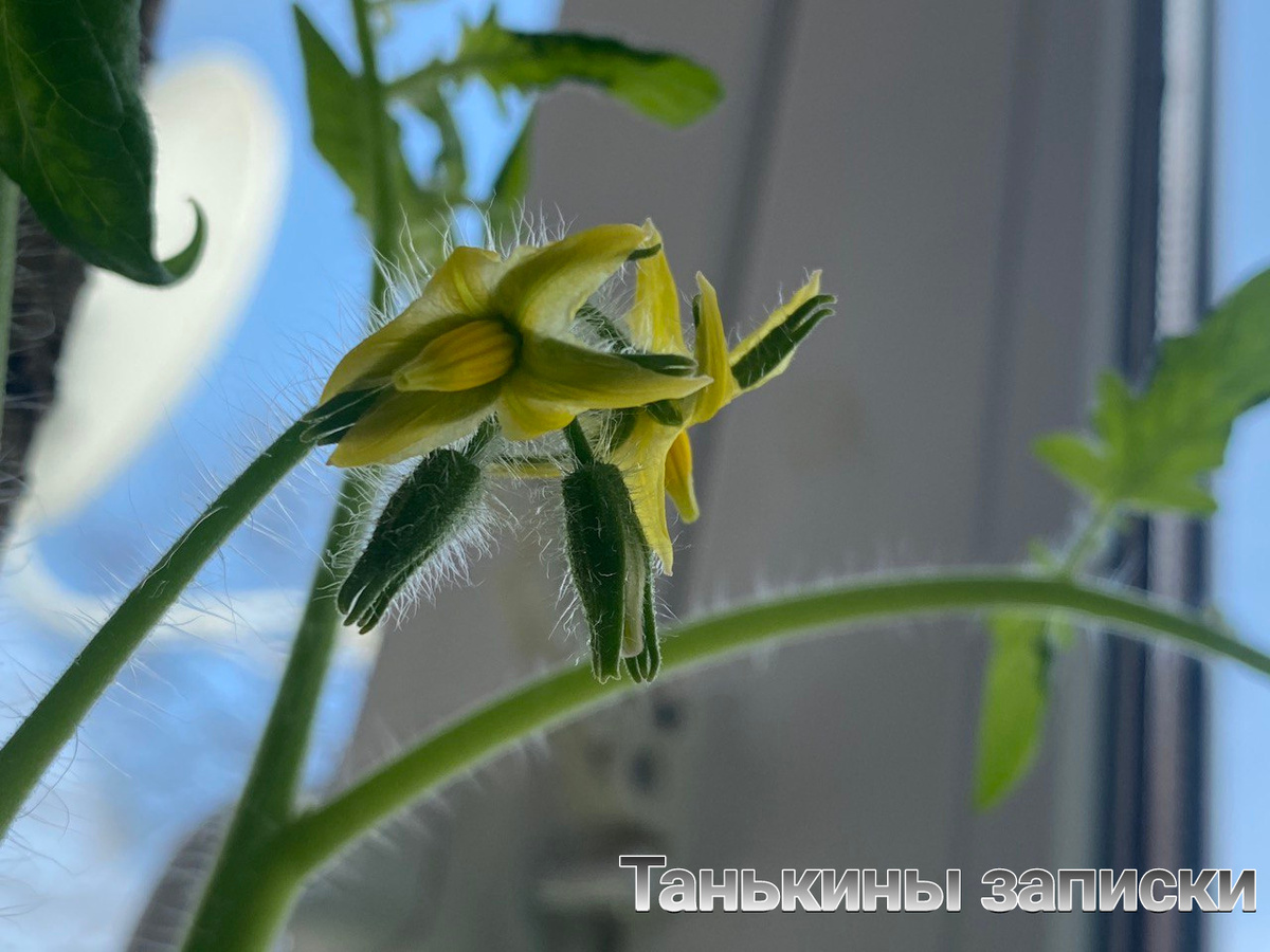 Санёк зацвёл. (или САнька? 😁😁😁) 