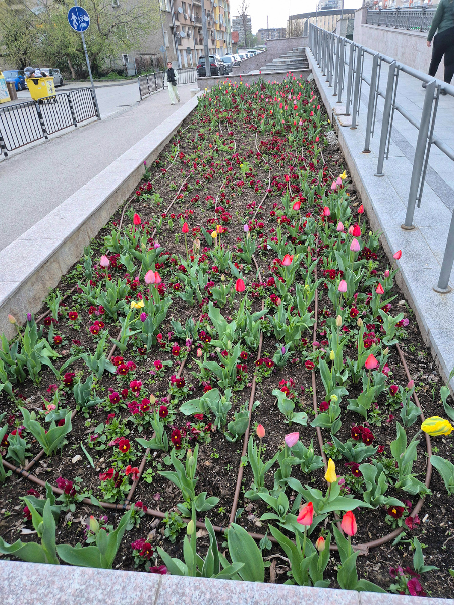 А на клумбе вдоль реки, на которой до середины декабря все лилии какие-то цвели, расцвели первые цветочки. Совсем весна :)