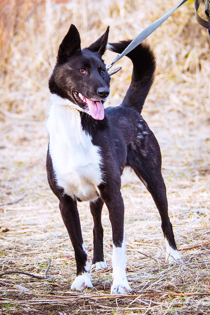 Кейси 2 года