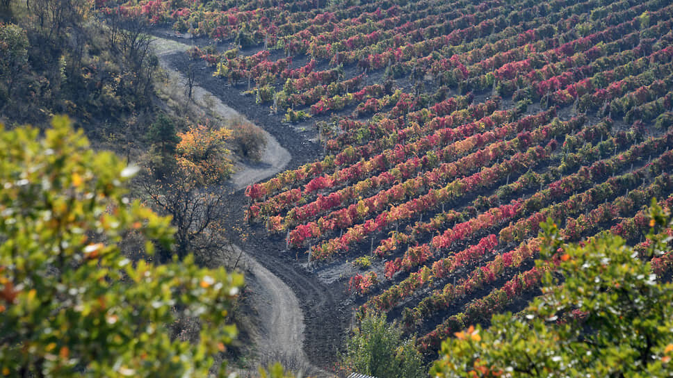 Фото: Виктор Коротаев / Коммерсантъ