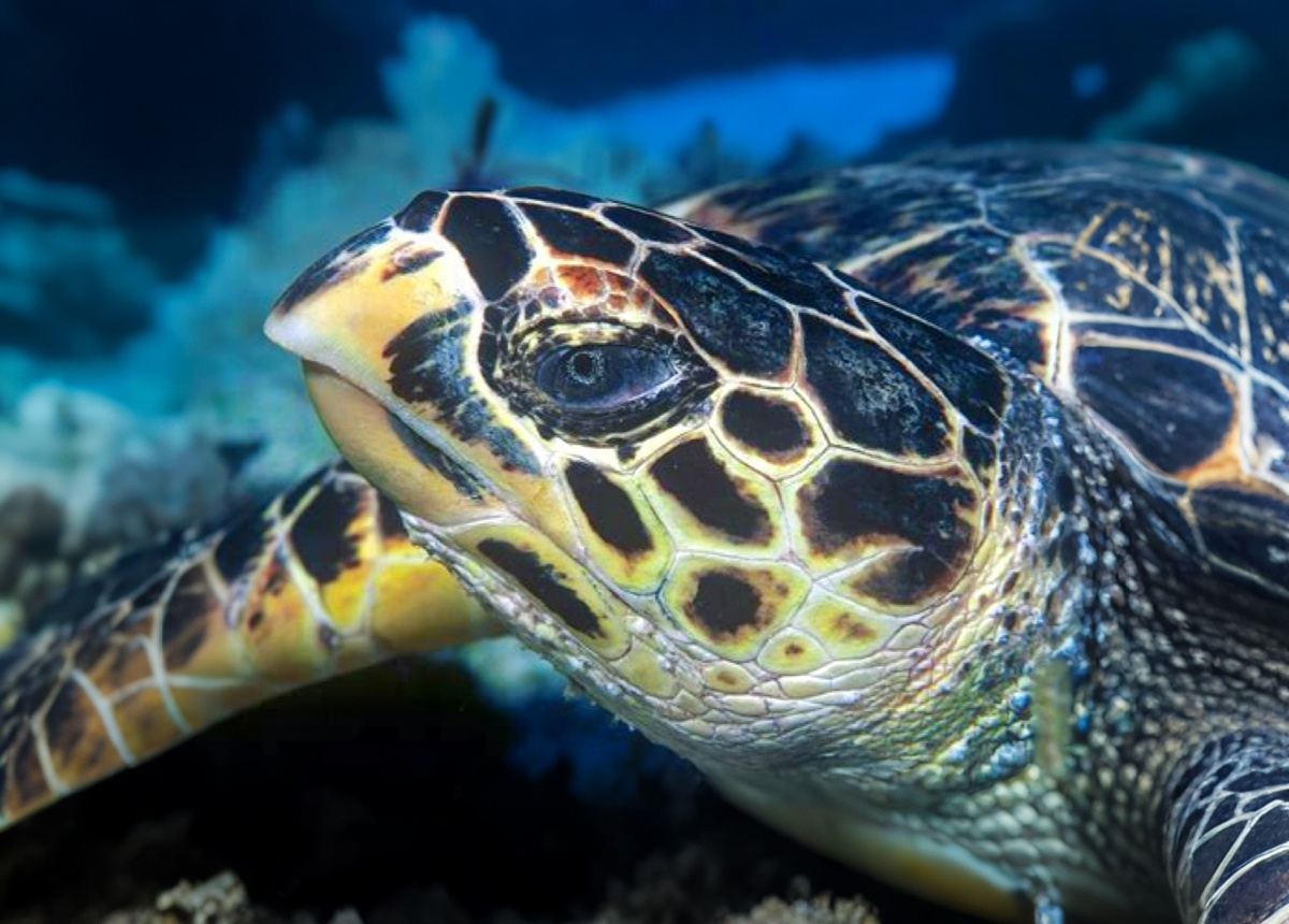 Черепаха бисс 