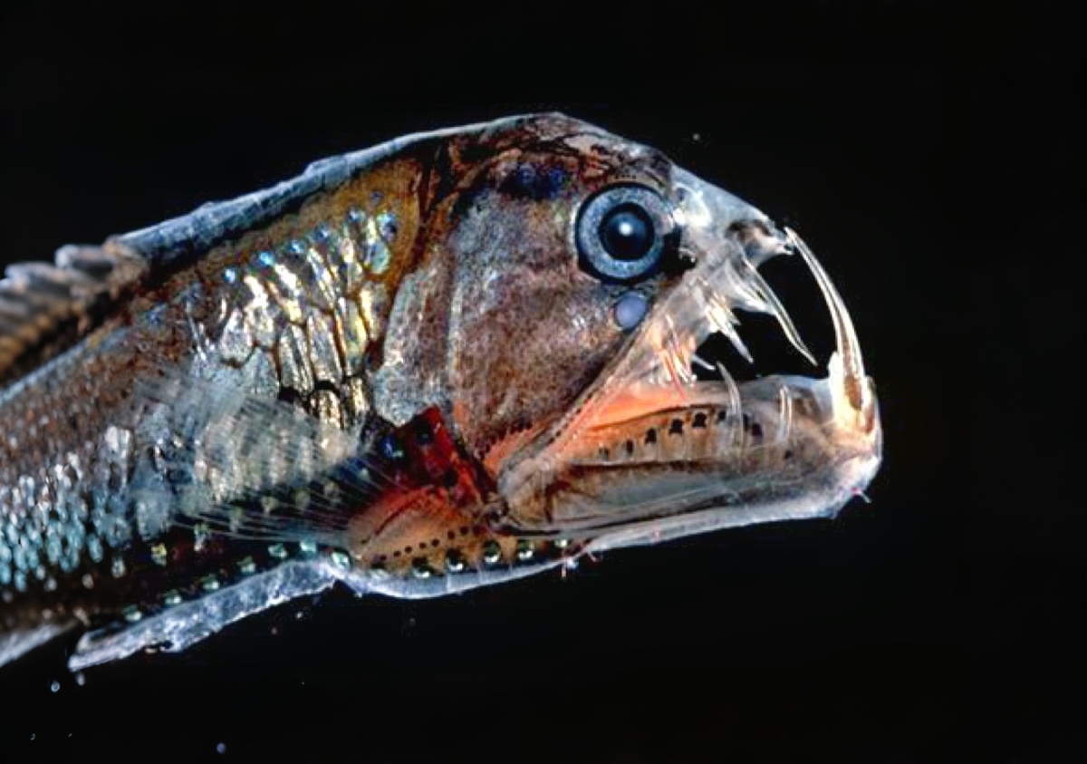 Гадюка рыба