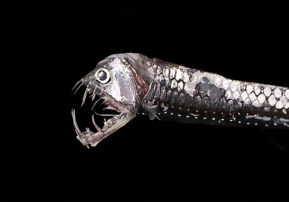 Гадюка на охоте