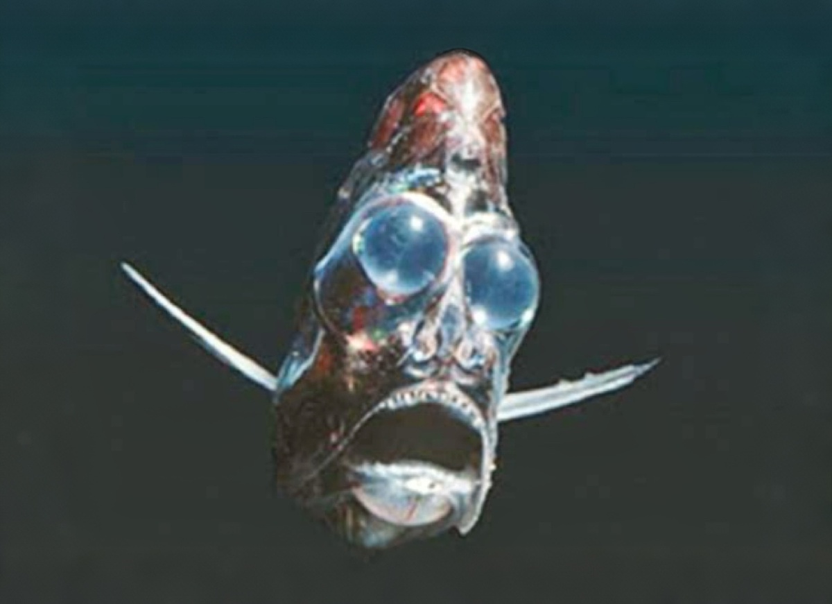 Инопланетянин в глубине