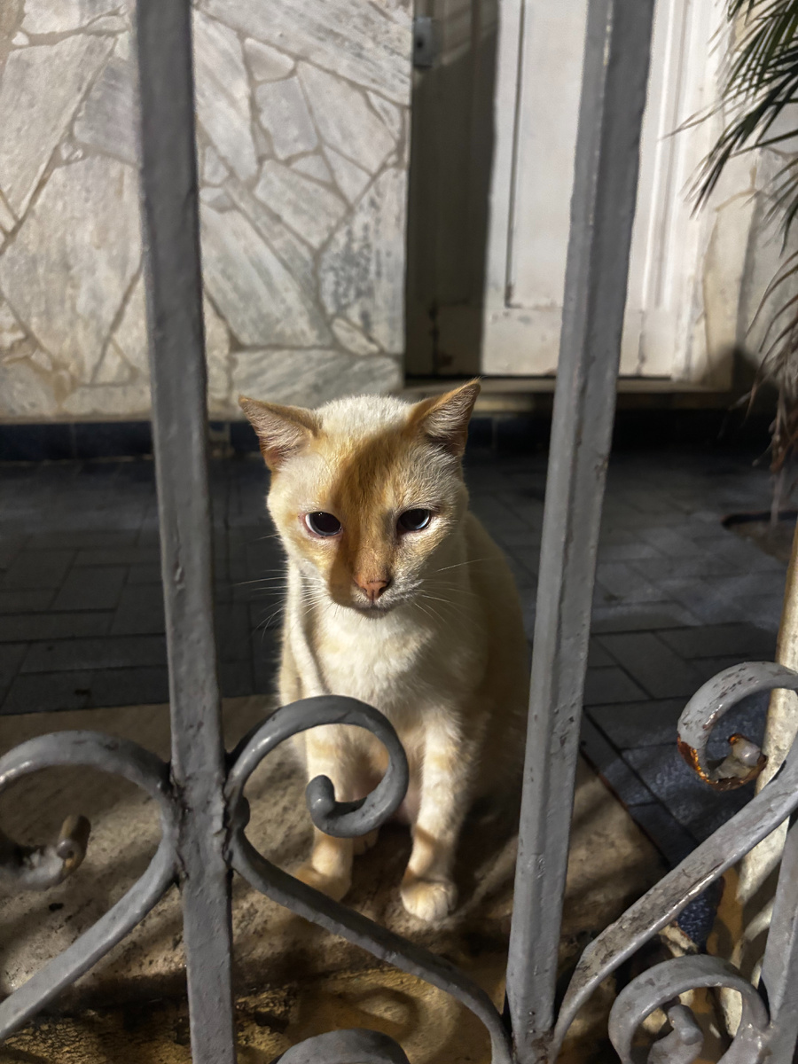 Сейчас на месте Саларона сидит котик. 