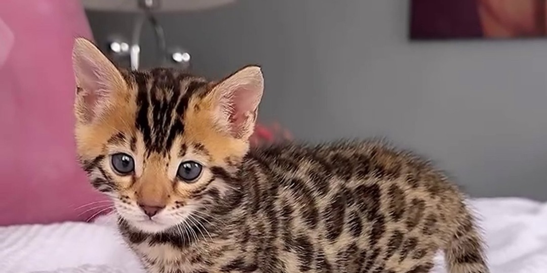 Кошка родила крошечного леопарда