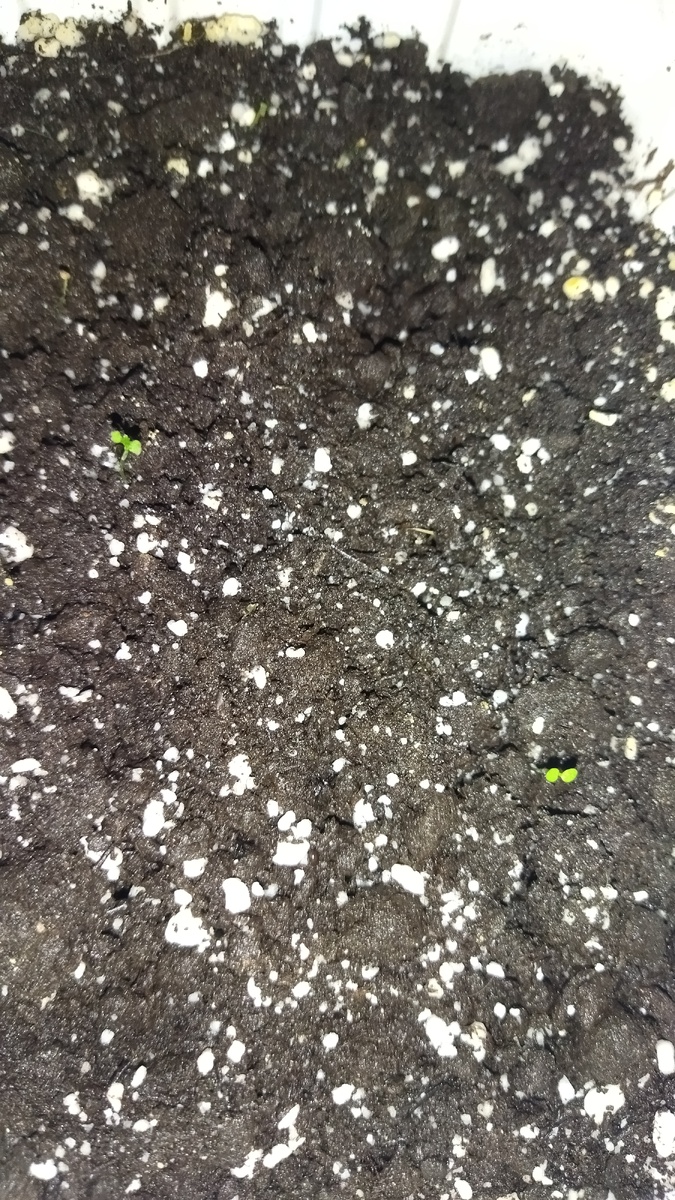 То, что осталось от клубники