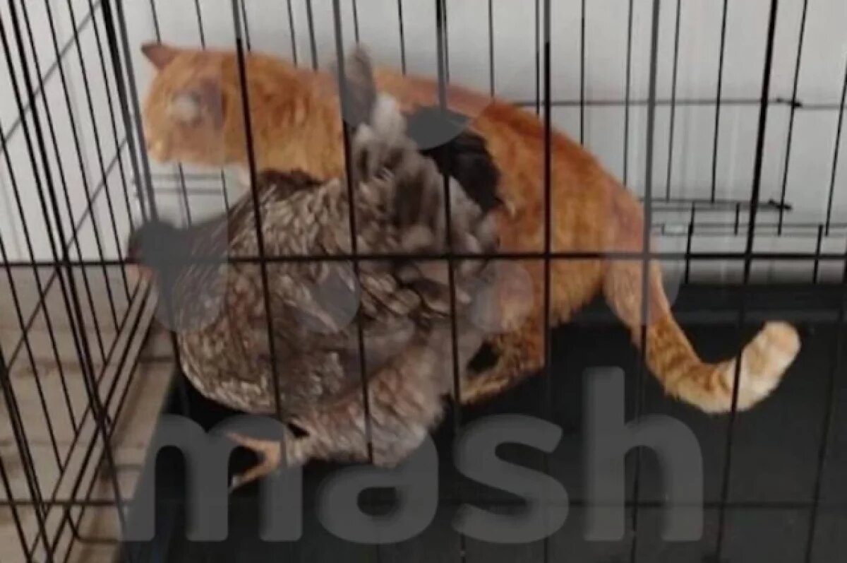    Mash: курица и кошка более полугода выживали вдвоем в Курской области