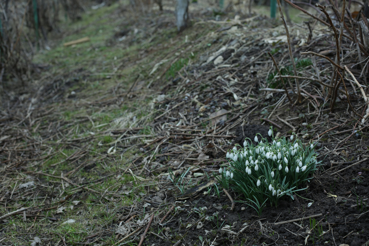 Первоцветы в виноградном саду (фото мое)