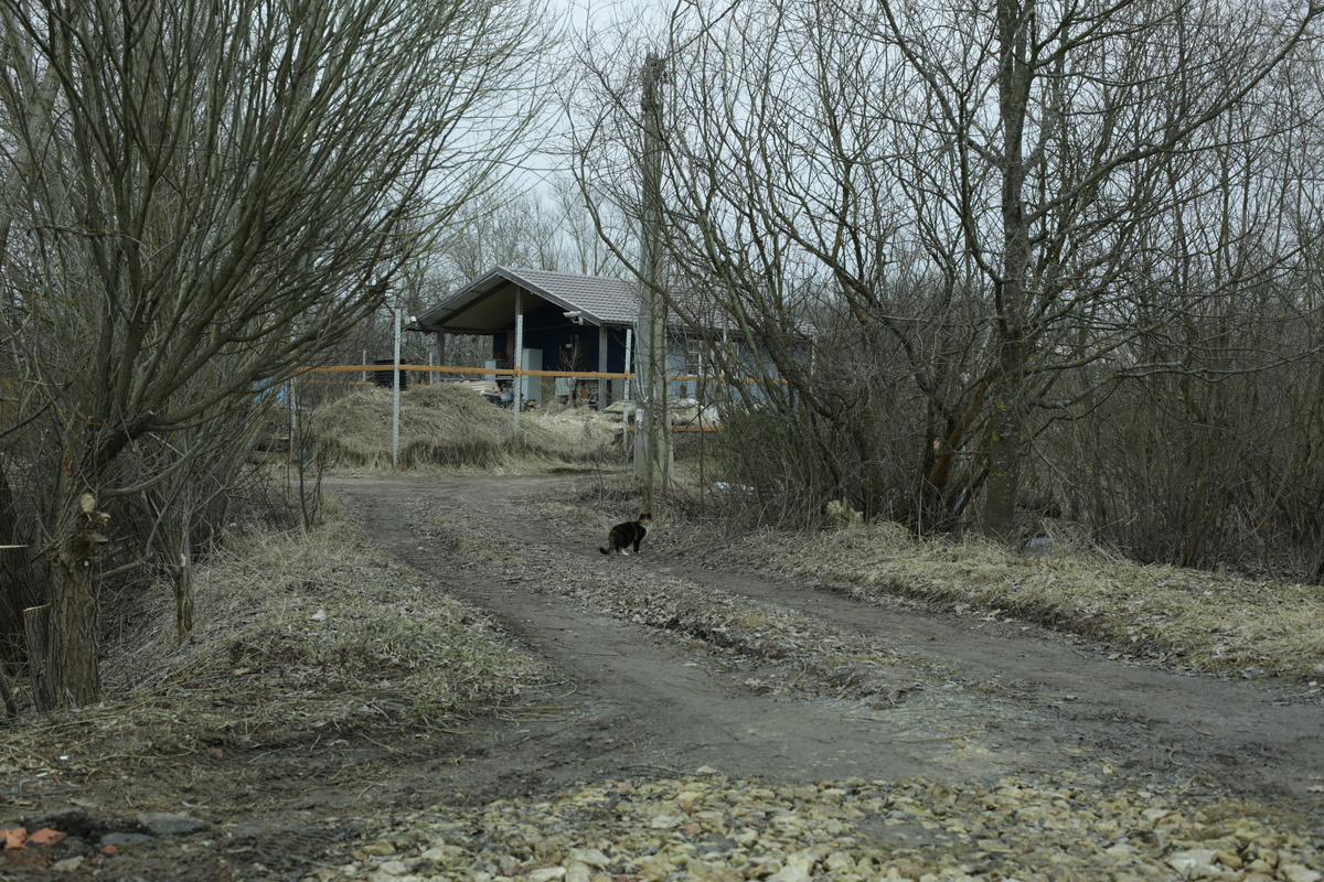 Весна в пригороде (фото мое)