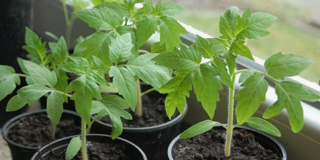 Сахар для рассады: я тоже «кормил помидоры конфетами», пока не понял, кого кормлю на самом деле