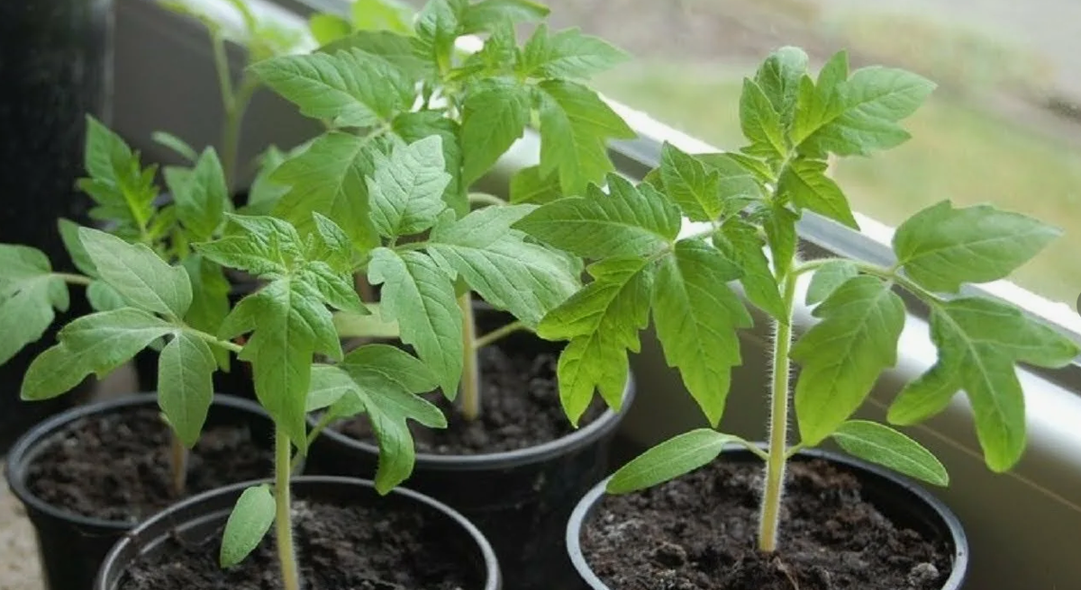 Рассада томатов