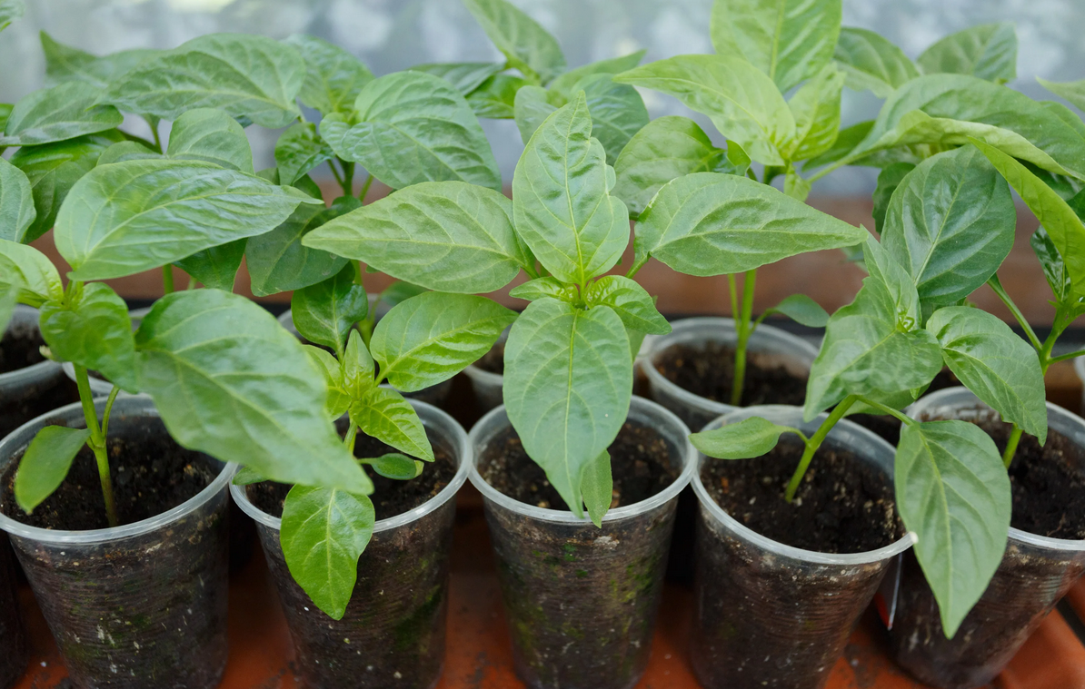 Рассада перца