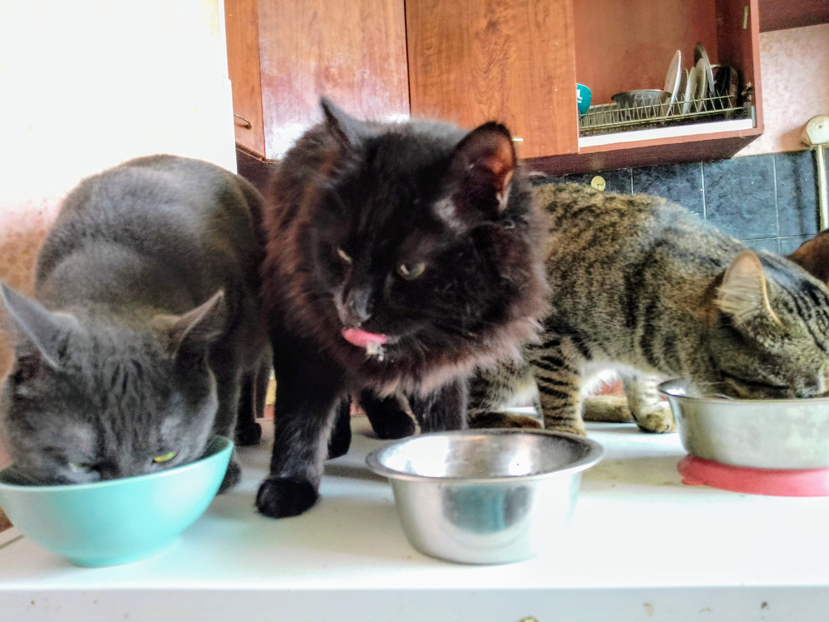 Силя, Кузя и Флинт