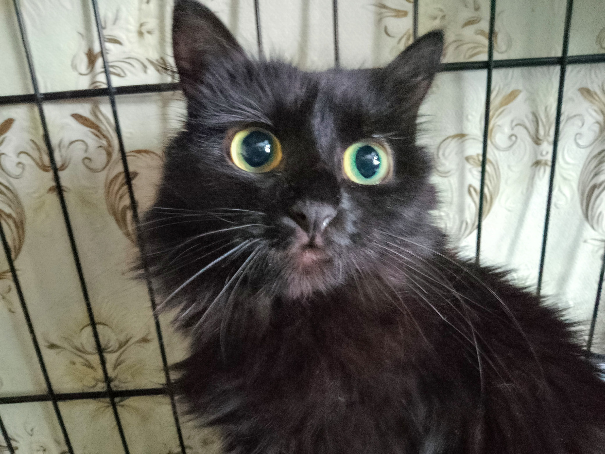 Лада до сих пор кушает в клетке, так ей спокойнее