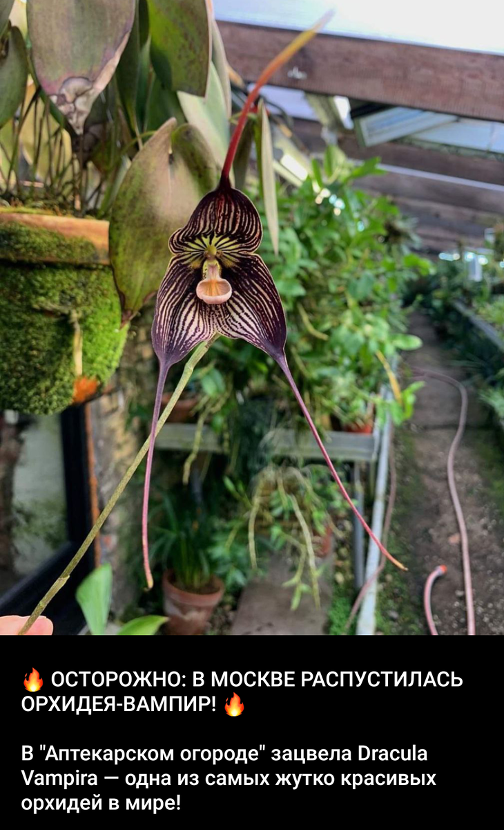 Скриншот с канала Аптекарского Огорода в ТГ