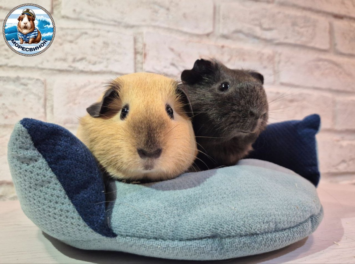 Наши Бента и Тринити с радостью ждут Вас в гости!