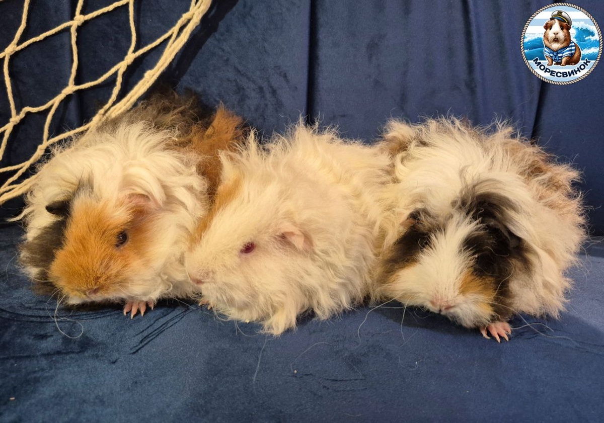 Красоточки Эйси, Чили и Диси ☺️