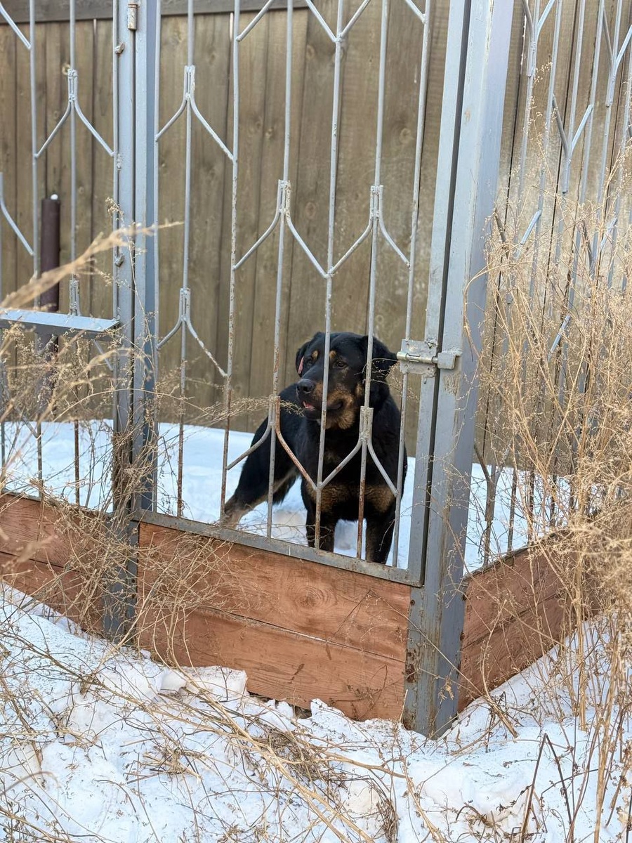 Титан в вольере у хозяина
