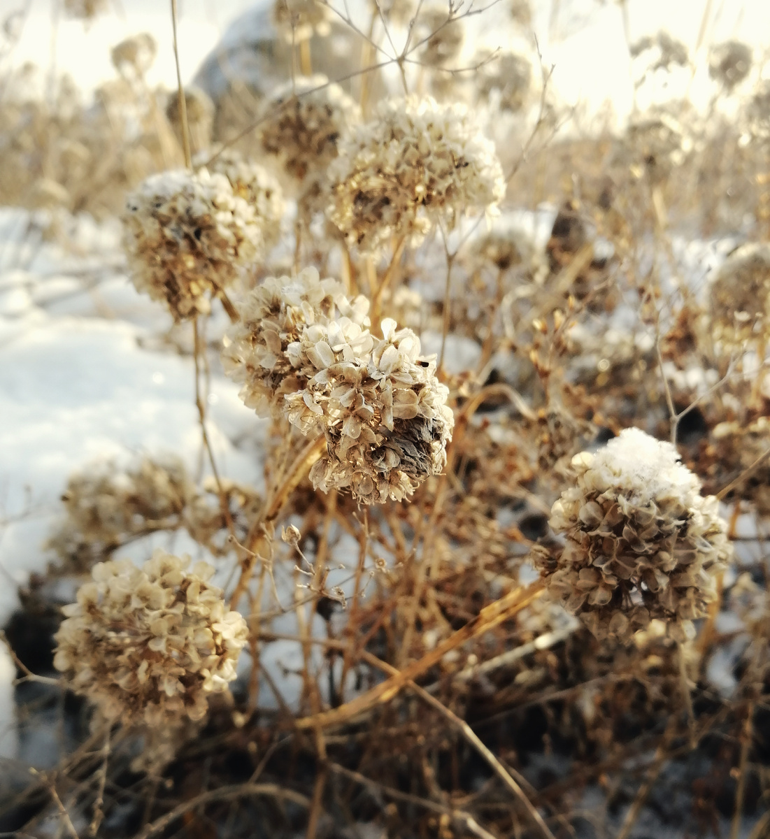 «Гарлики» — так называю соцветия-шары дикого чеснока (от английского garlic) 
