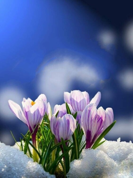 2. Крокусы.