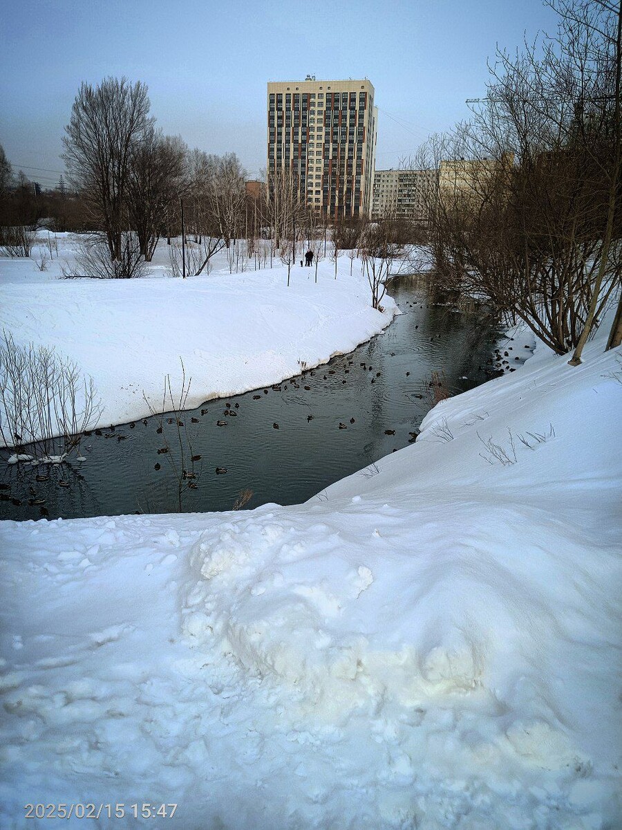 Фото из личного архива. Февраль 2025г. Парк Каменка, г. Новосибирск. 