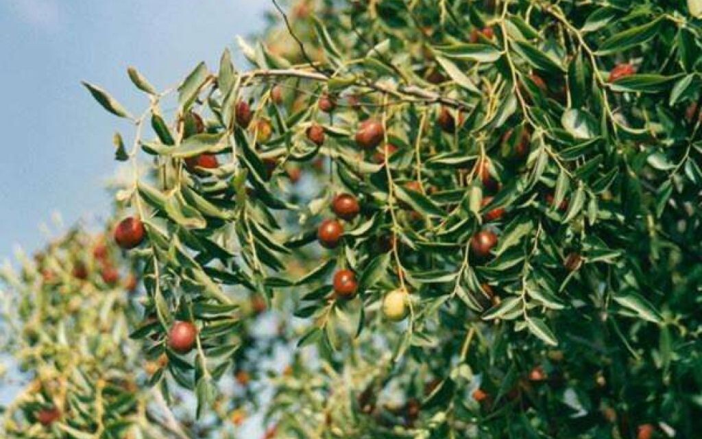 Зизифус. Фото из интернета.