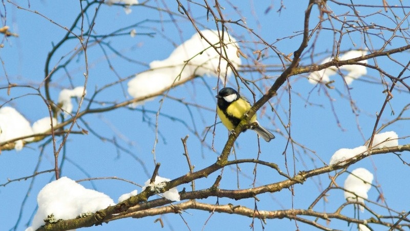 Фото: @valentinhintikka / unsplash.com