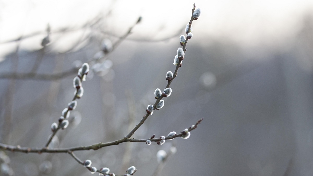    Верба – главный символ праздничной недели. Фото: Freepik