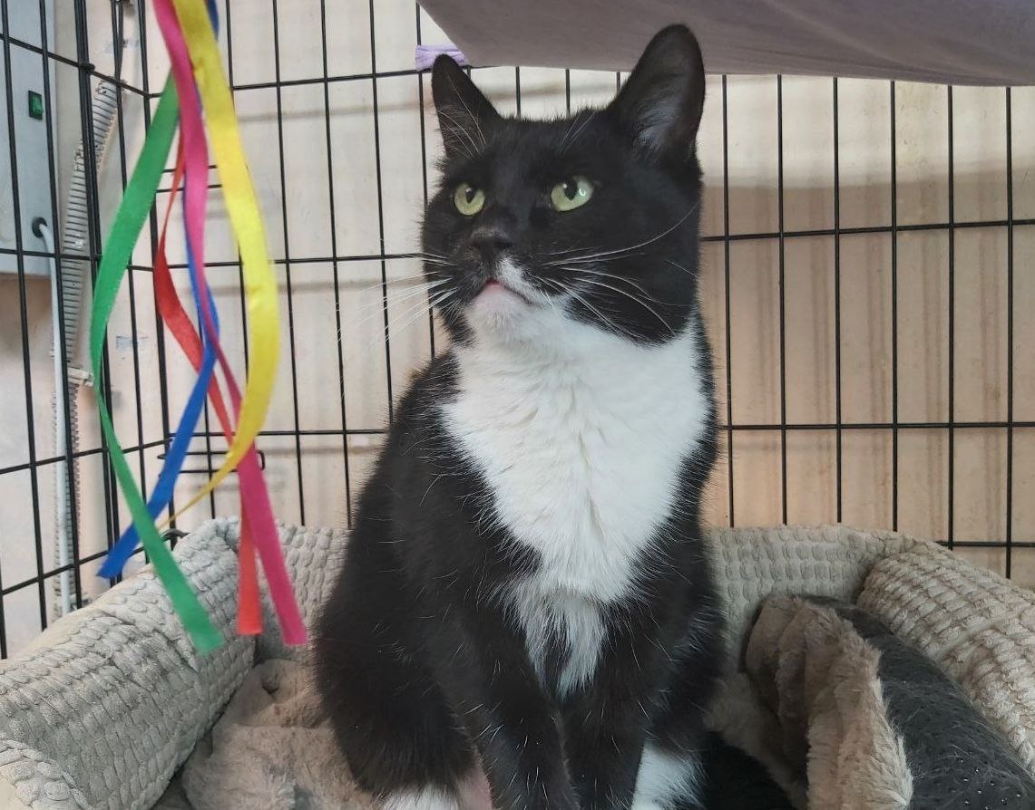 Котик Бублик, 9 лет. Бублик домашний котик, он как никто знает все о счастье.