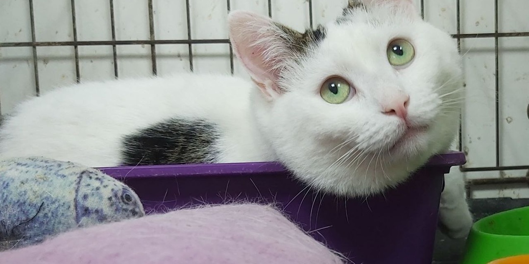 Несмотря на погоду и настроение выбирайте котика