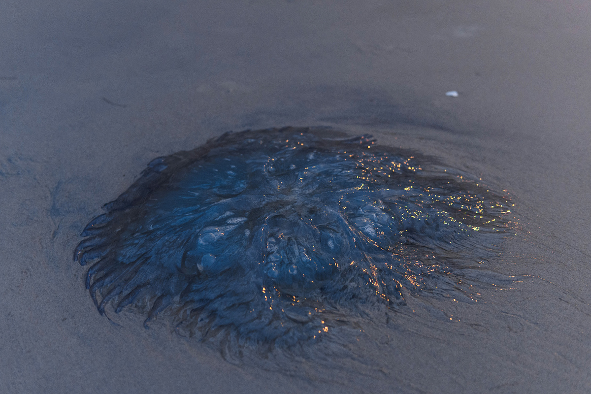 Огромная медуза на пляже